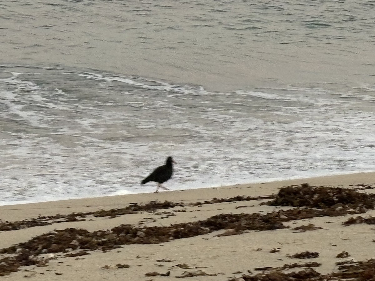 Sooty Oystercatcher - Terry O’Connor