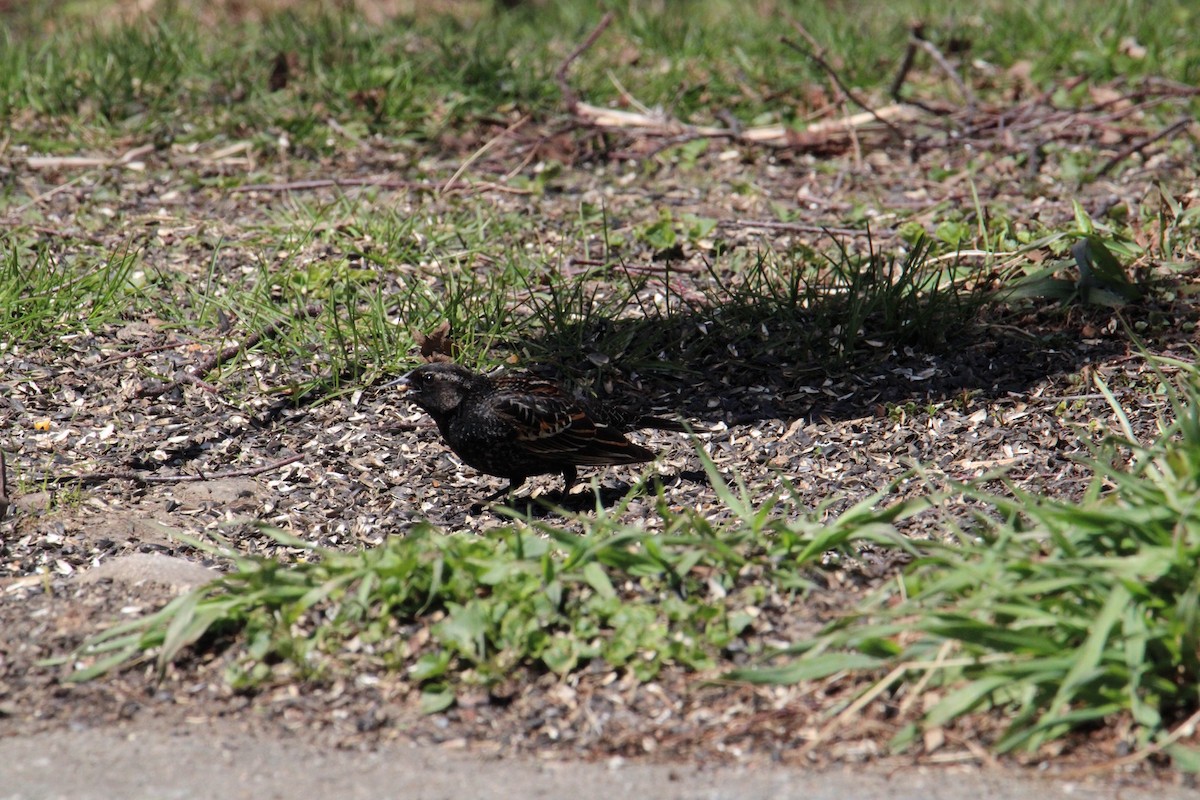 Red-winged Blackbird - ML618553053