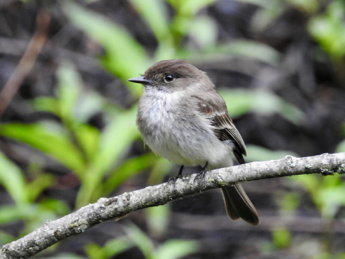 Eastern Phoebe - ML618553069