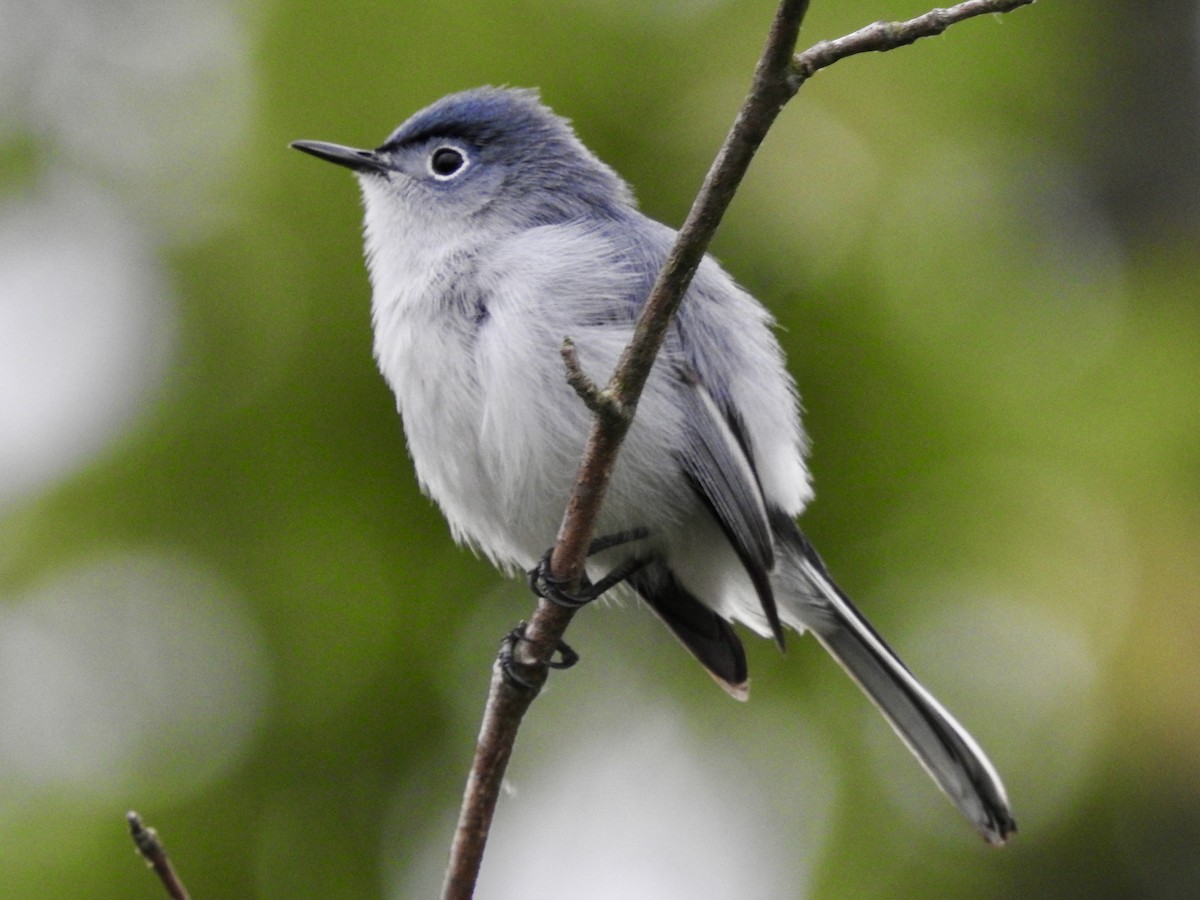 Blue-gray Gnatcatcher - ML618553086