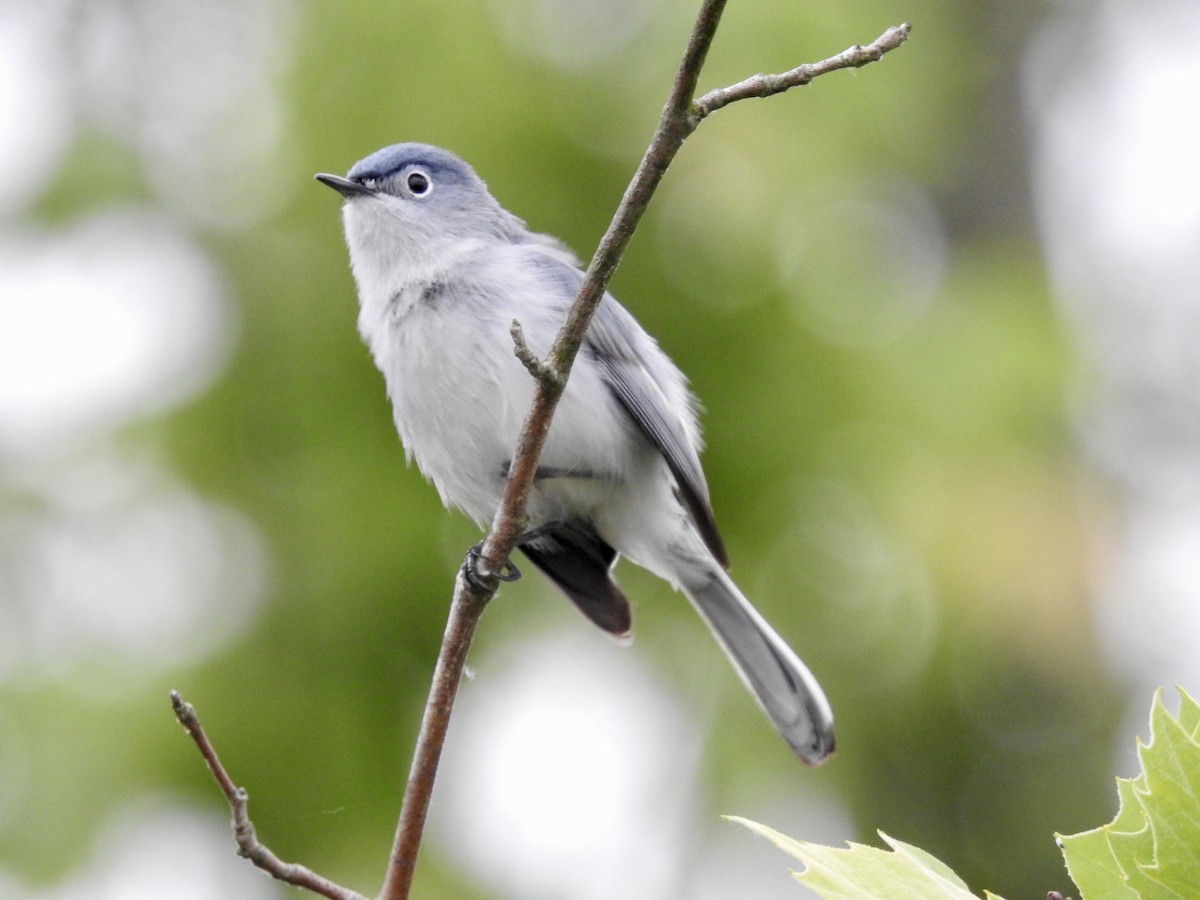 Blue-gray Gnatcatcher - ML618553087