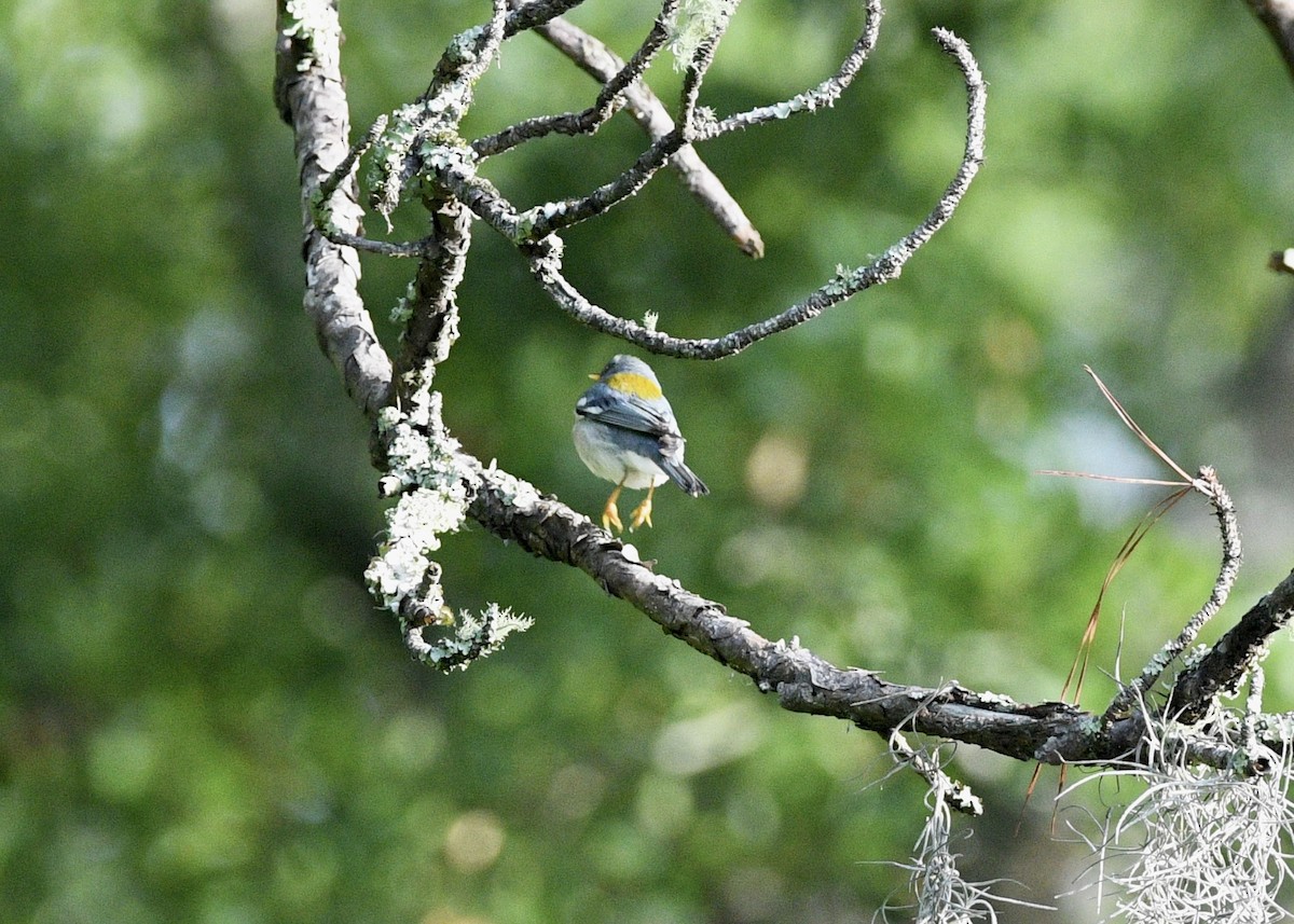 Northern Parula - Gregory Bozek