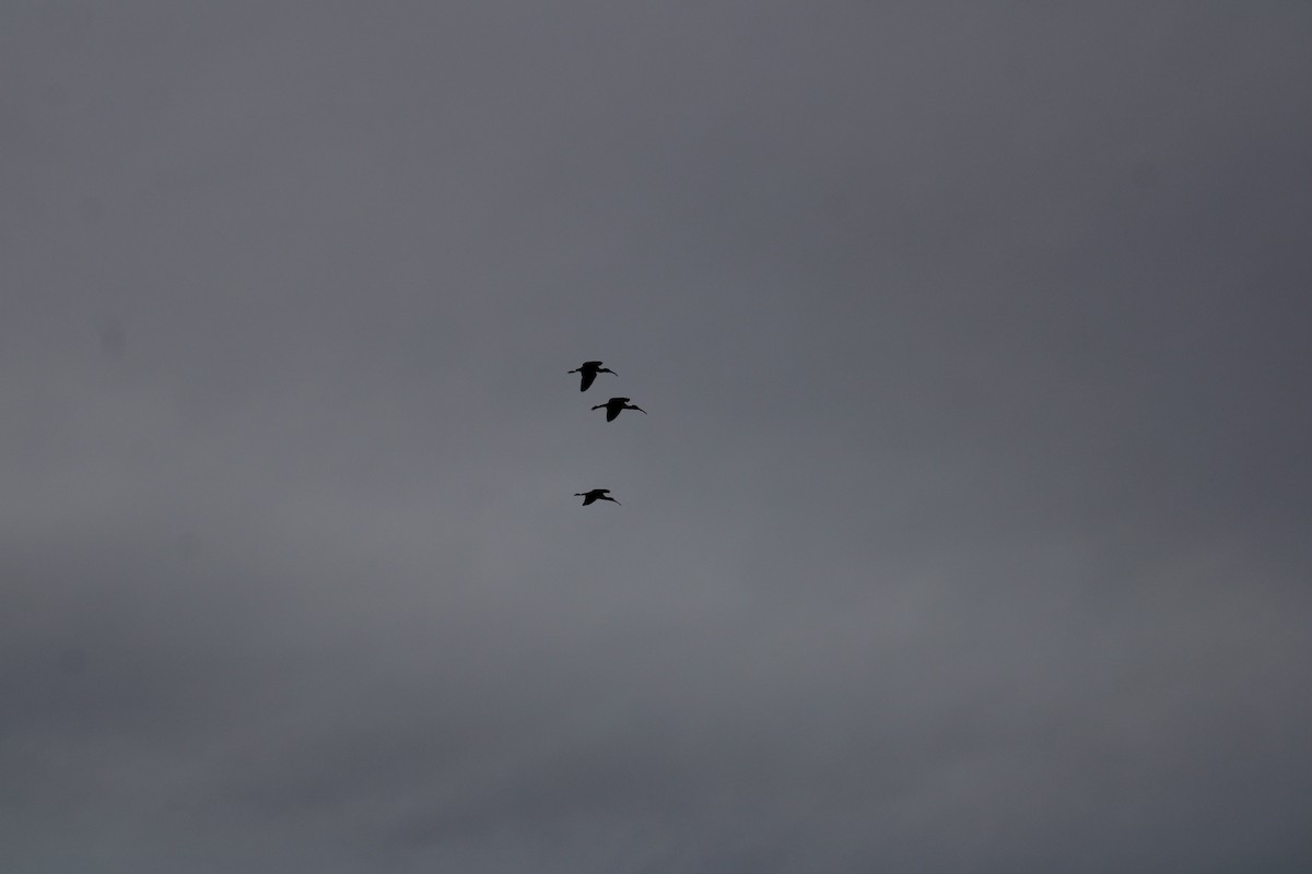 Glossy Ibis - ML618553104