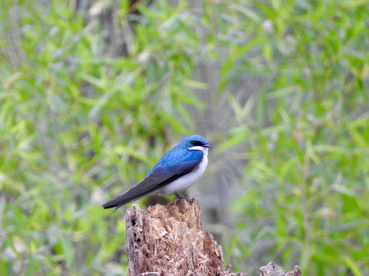 Tree Swallow - ML618553113
