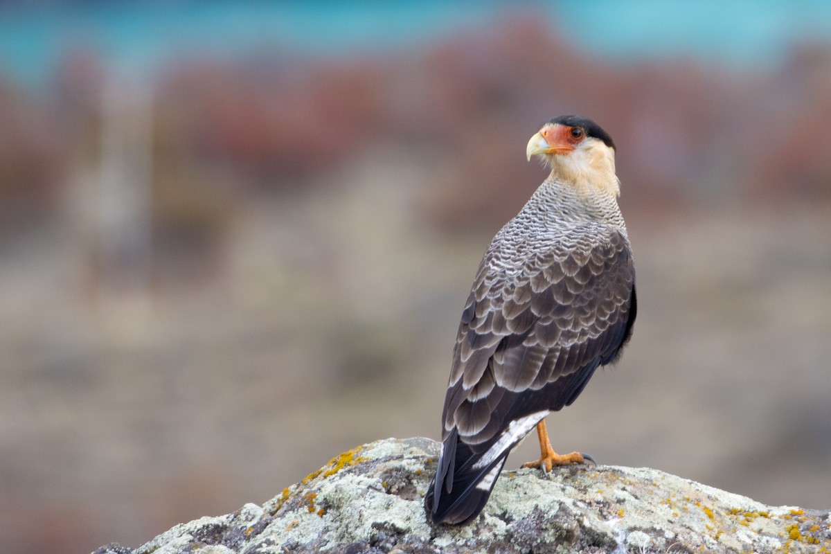 Crested Caracara (Southern) - Pablo Andrés Cáceres Contreras