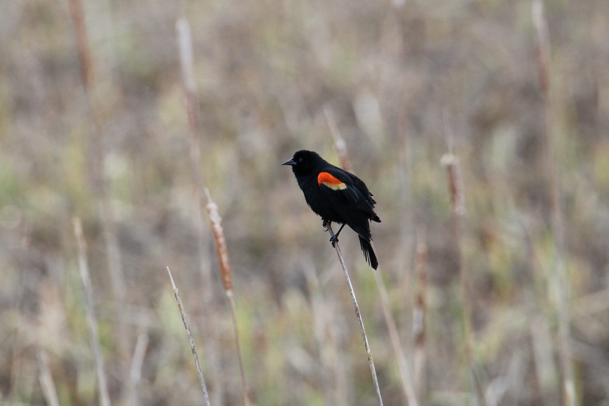 Red-winged Blackbird - Biggest Bird