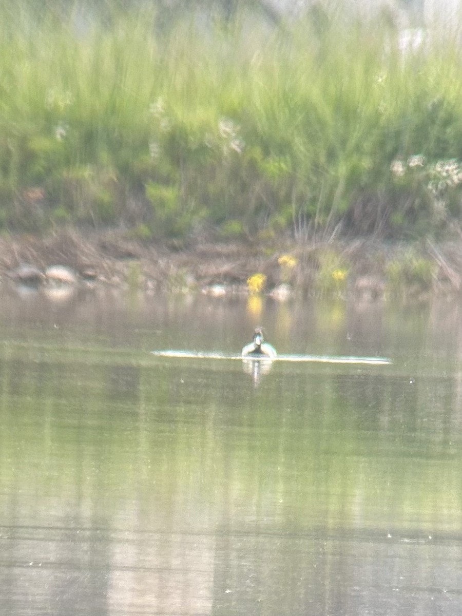 Lesser Scaup - ML618553117