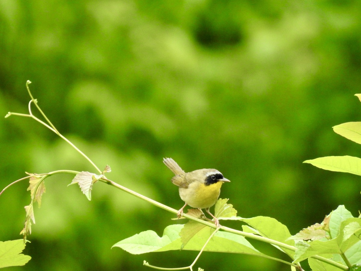 Common Yellowthroat - ML618553125