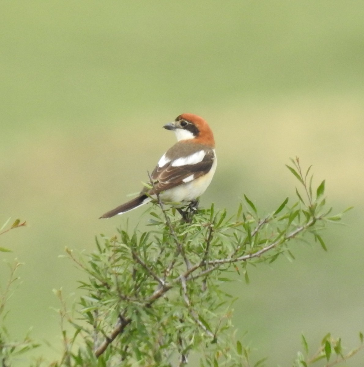 Woodchat Shrike - ML618553144