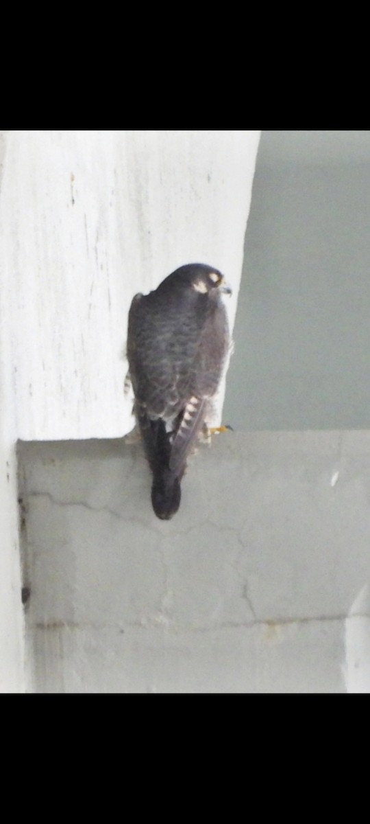 Peregrine Falcon - ML618553161