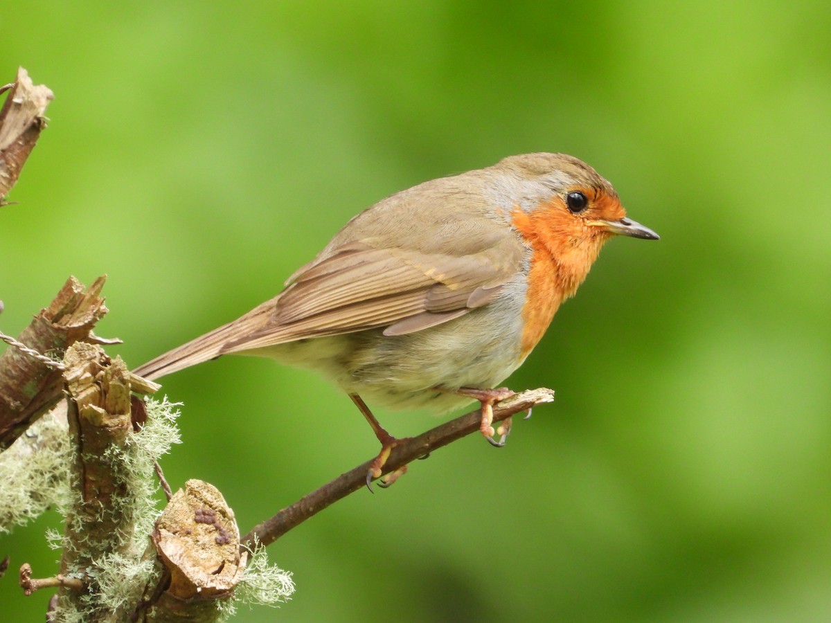 European Robin - ML618553169