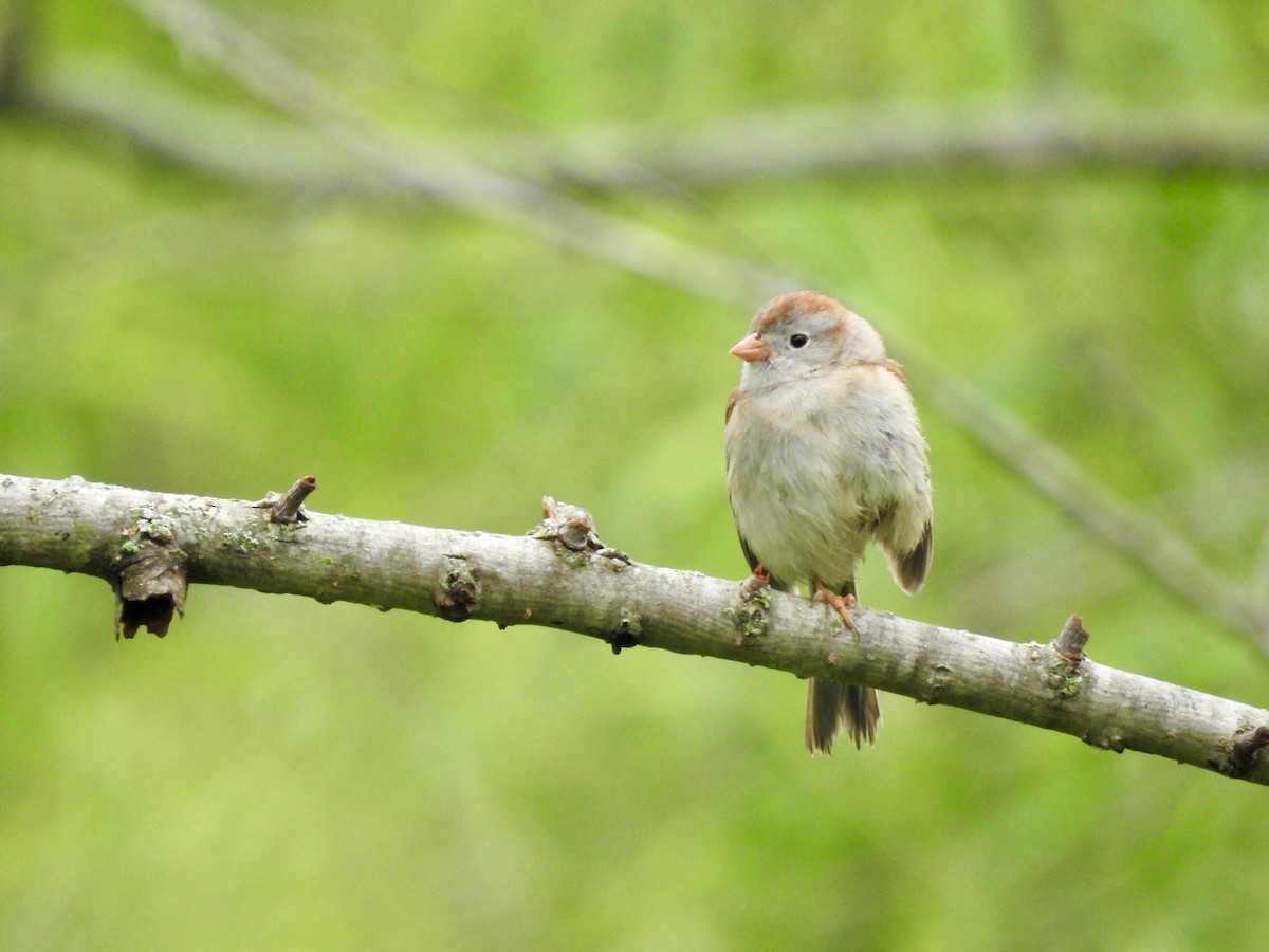 Field Sparrow - ML618553180