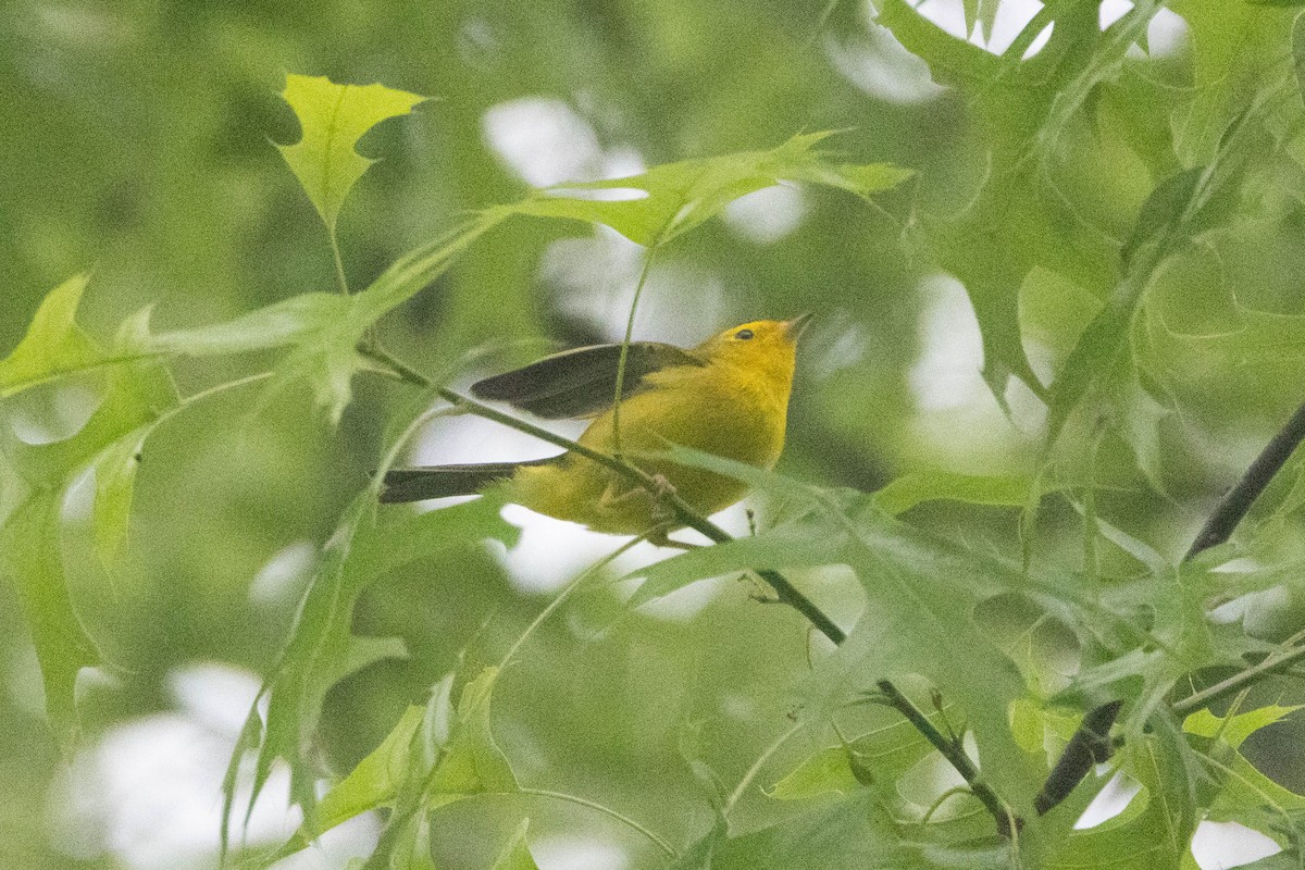 Wilson's Warbler - Jared Fisher