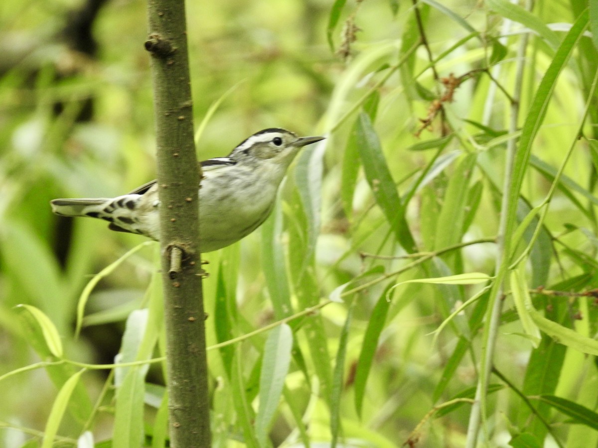 Black-and-white Warbler - ML618553186