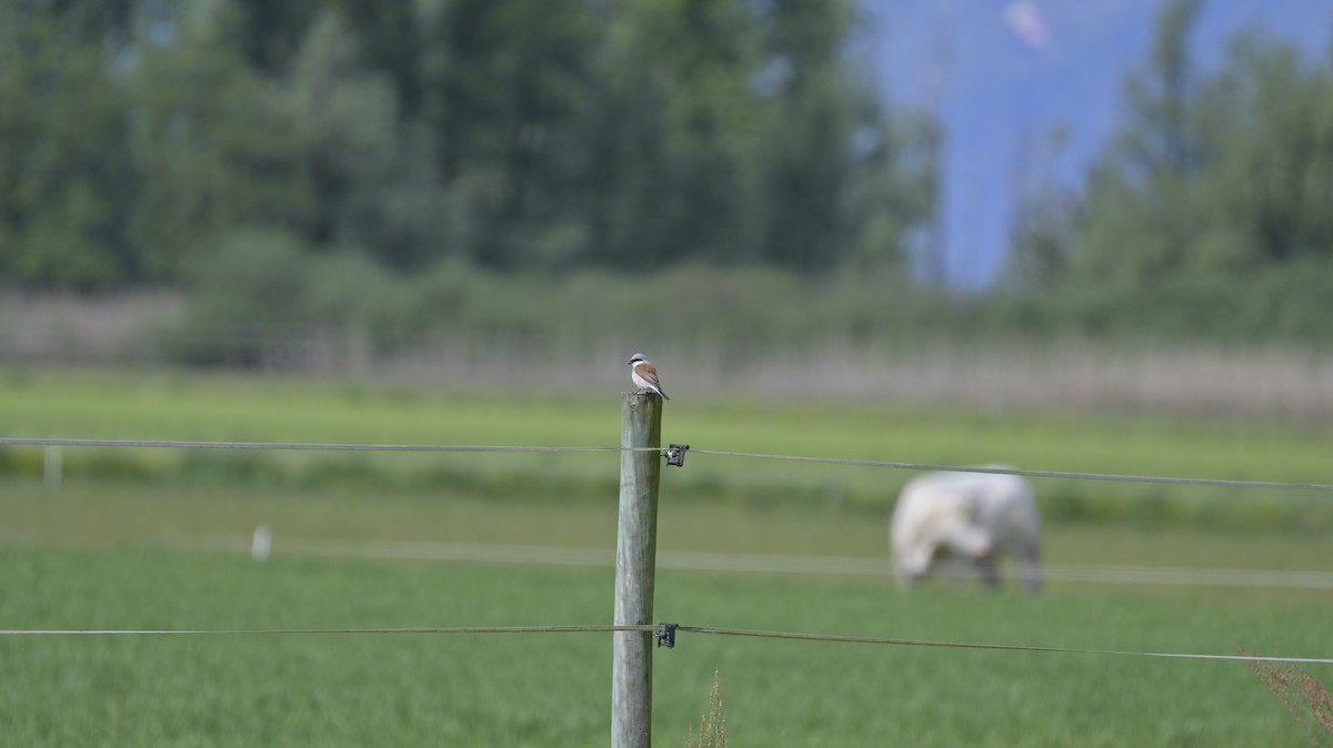 Red-backed Shrike - Roberto Lupi