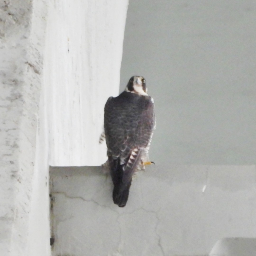 Peregrine Falcon - ML618553219