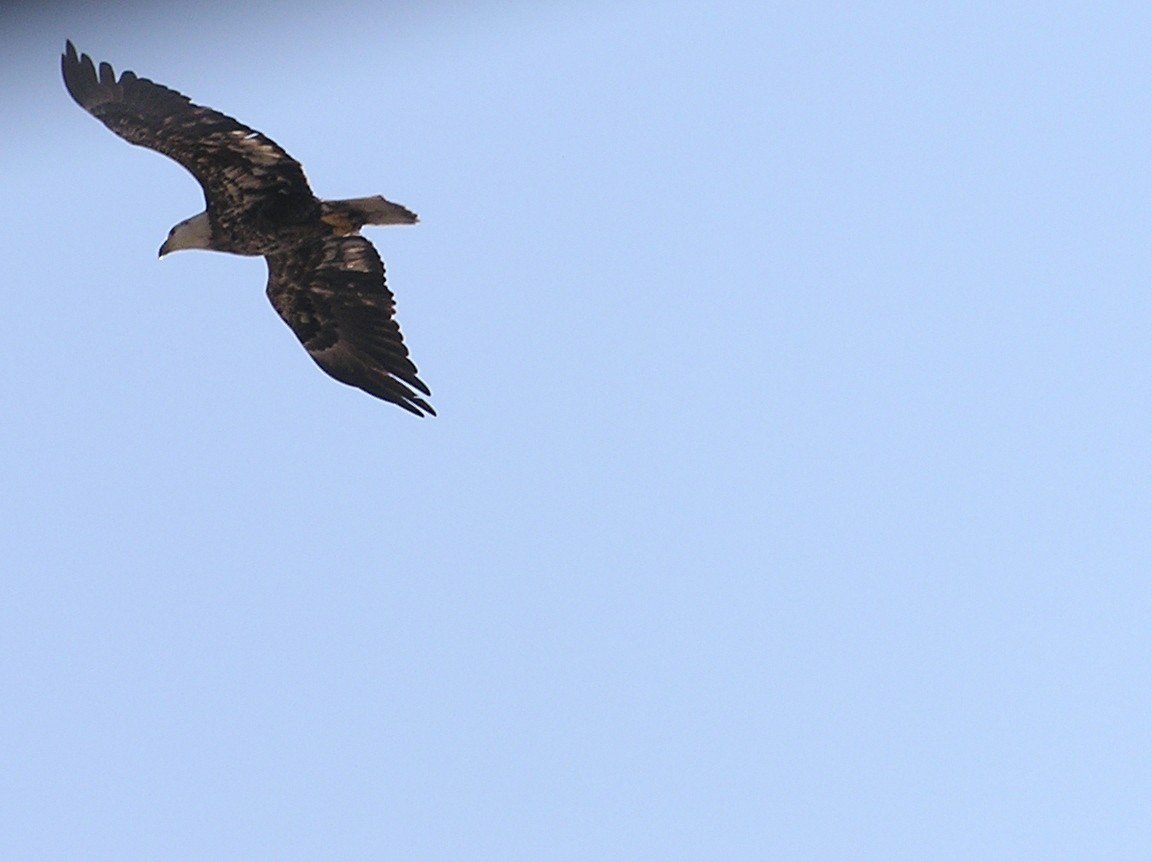 Bald Eagle - ML618553224