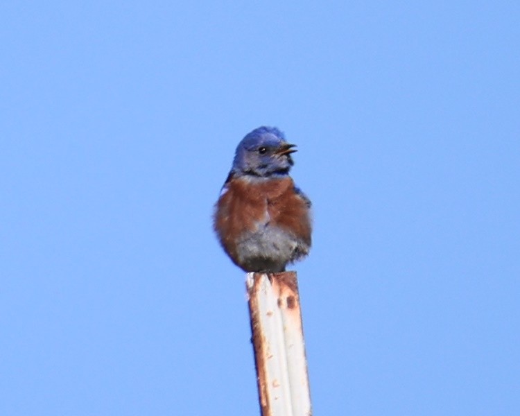 Western Bluebird - Linda Dalton