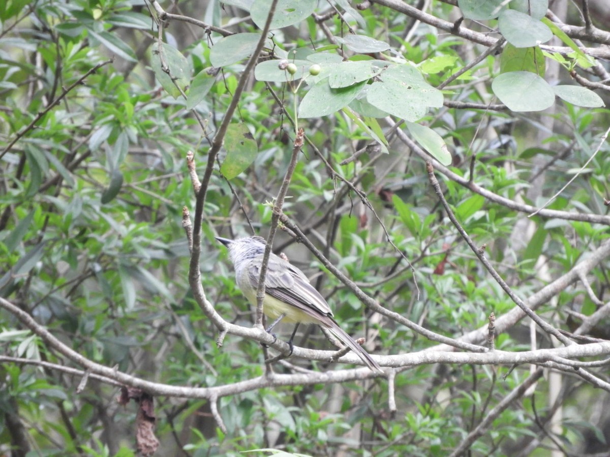 Sooty-crowned Flycatcher - ML618553248