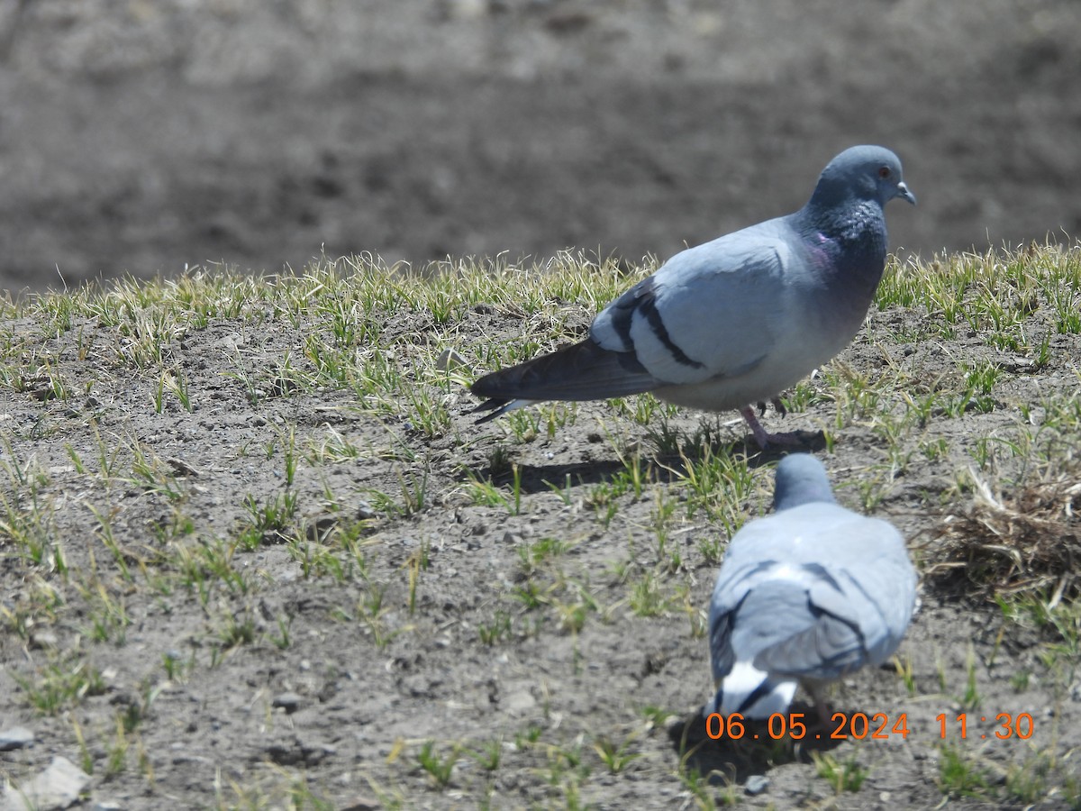 Pigeon des rochers - ML618553258