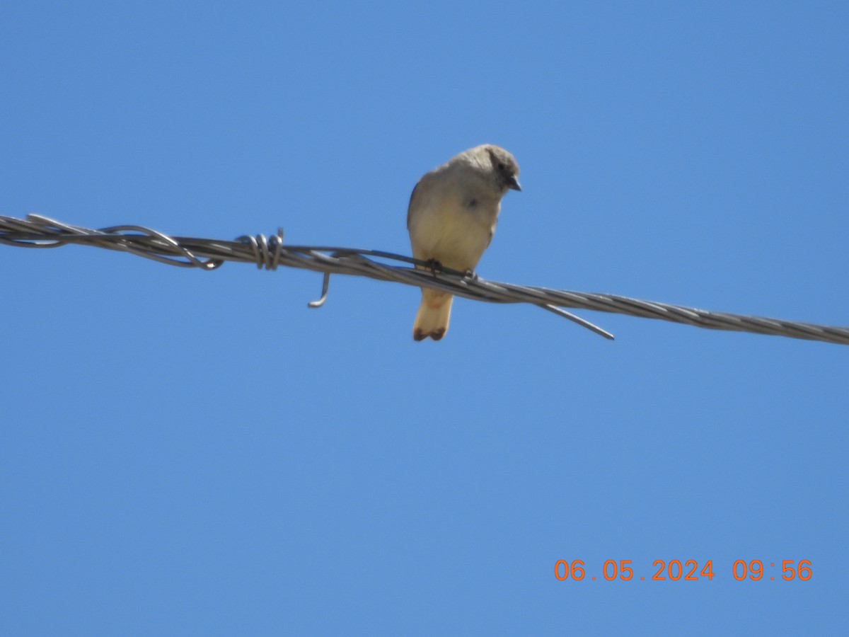 Black-winged Snowfinch - ML618553278