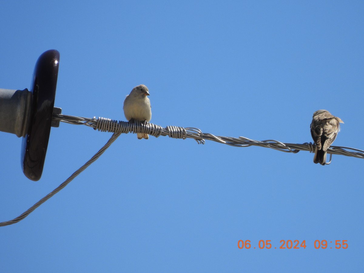 Black-winged Snowfinch - ML618553292