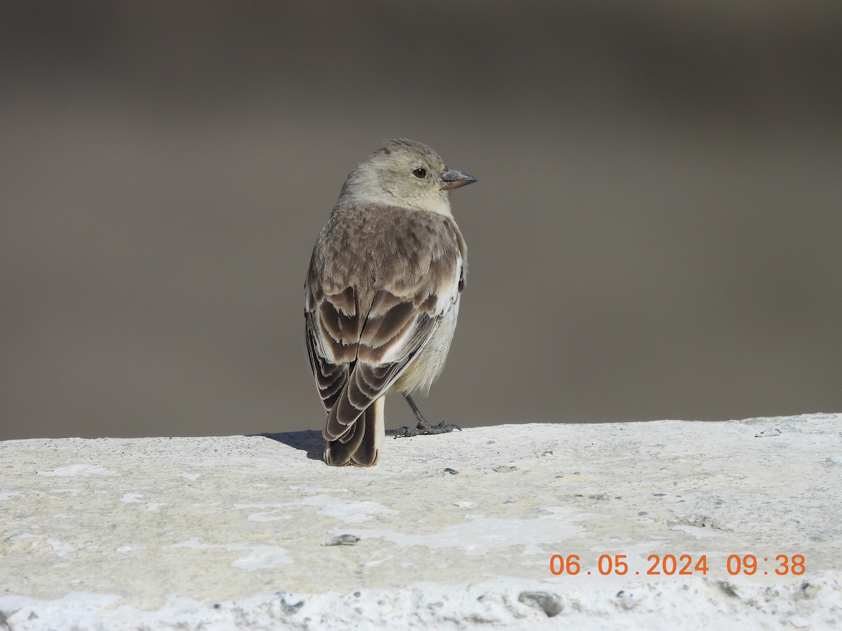 Black-winged Snowfinch - ML618553299