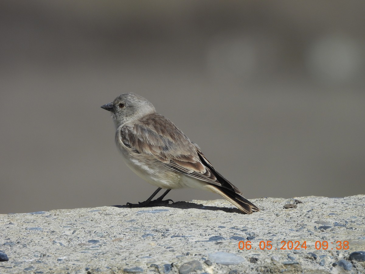 Black-winged Snowfinch - ML618553304