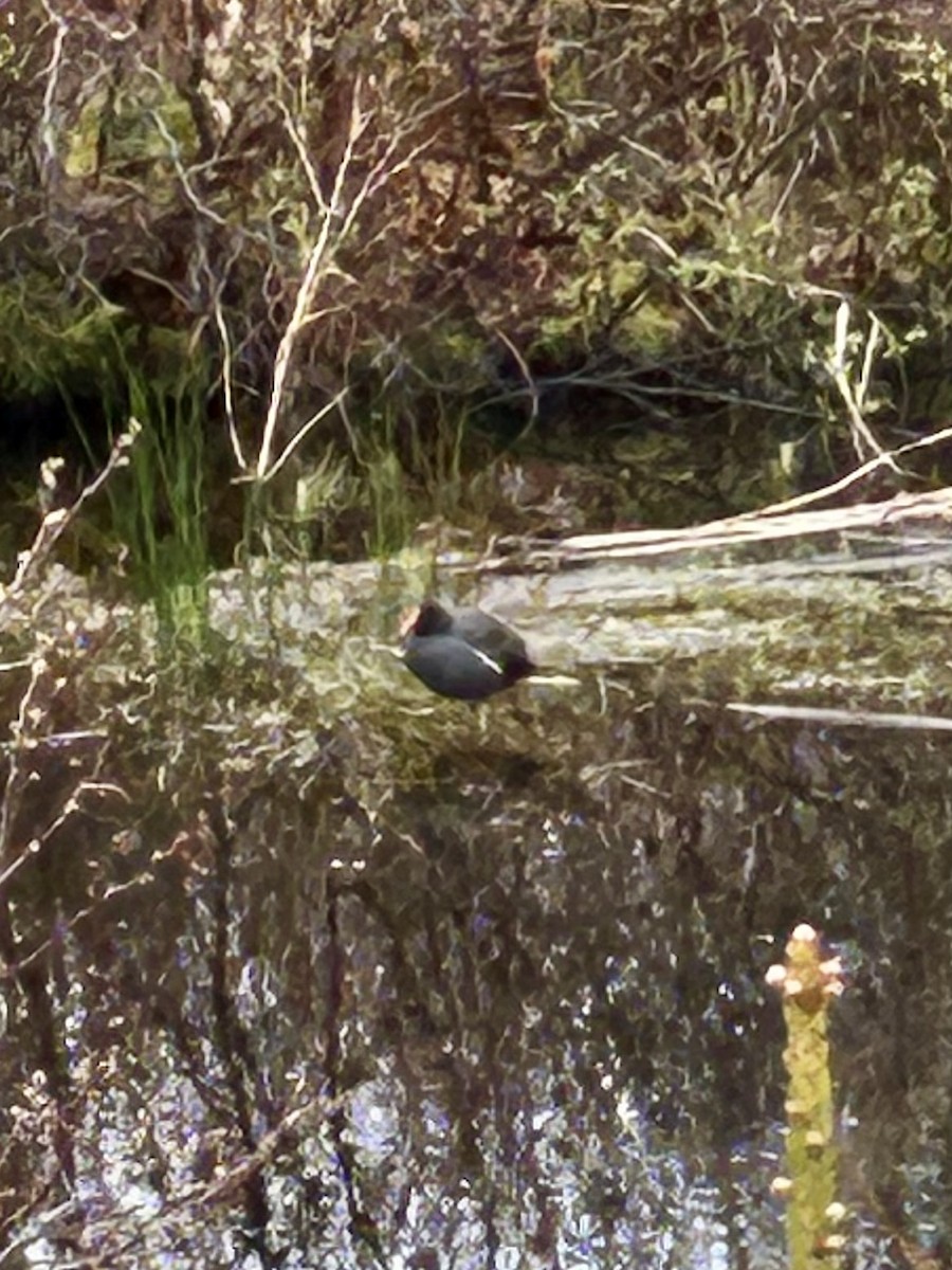 Common Gallinule - ML618553310