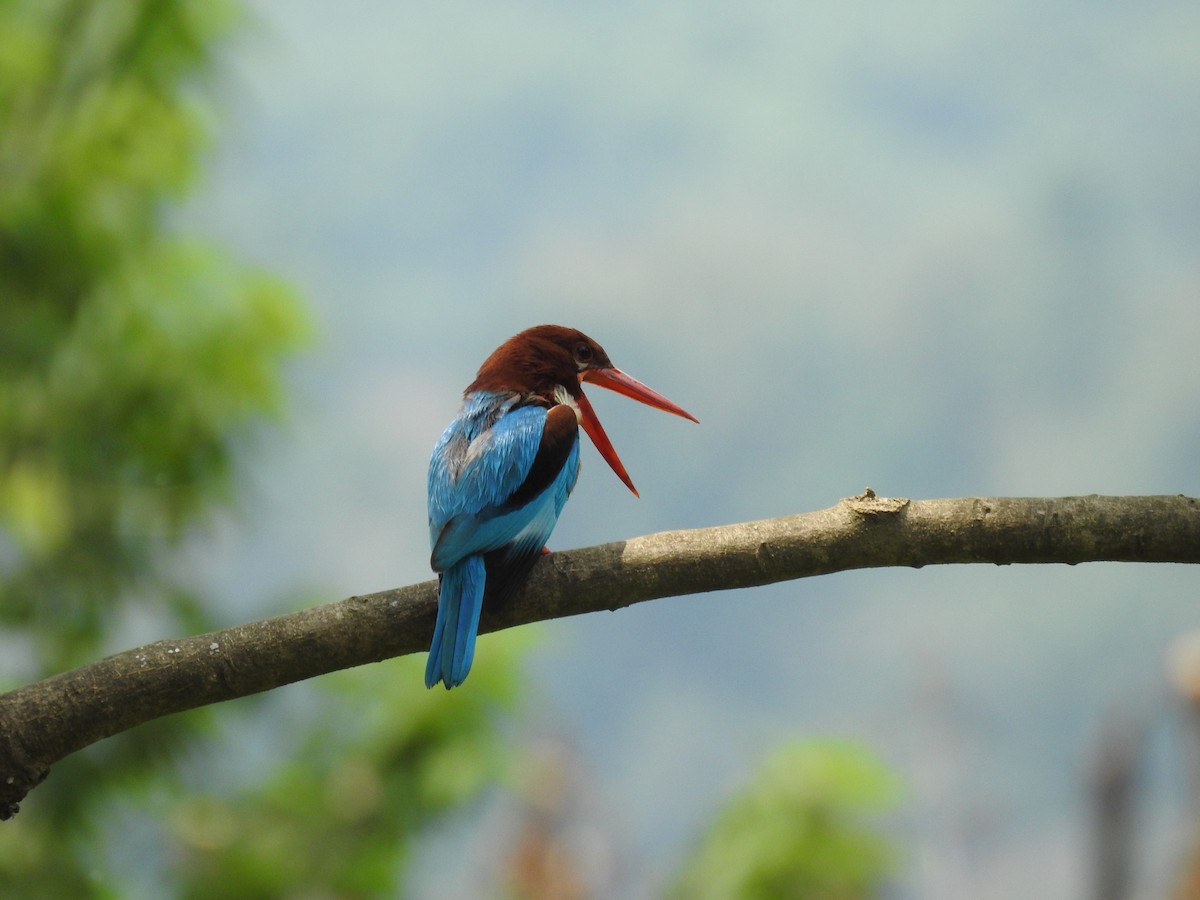 White-throated Kingfisher - ML618553313