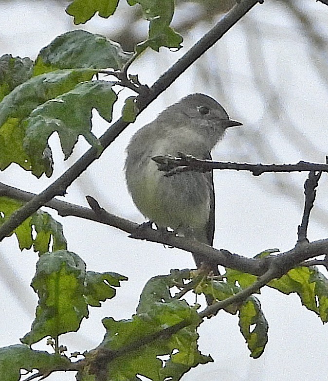 Dusky Flycatcher - Jock McCracken