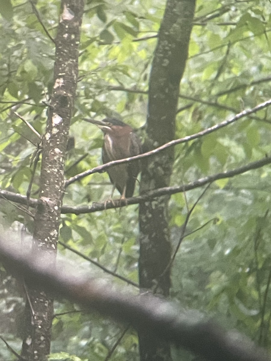 Green Heron - ML618553358