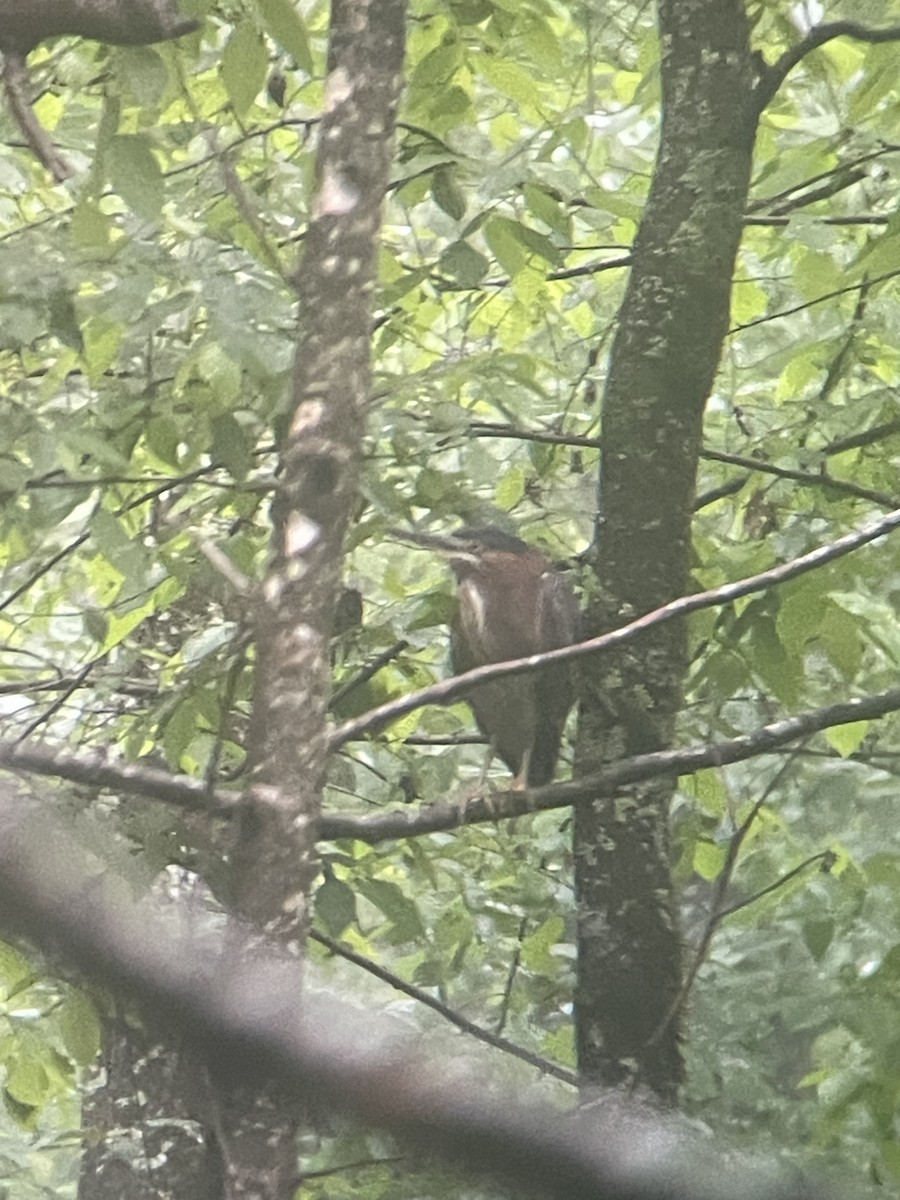 Green Heron - ML618553359