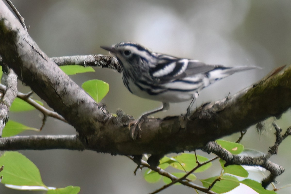 Black-and-white Warbler - Derek Hudgins