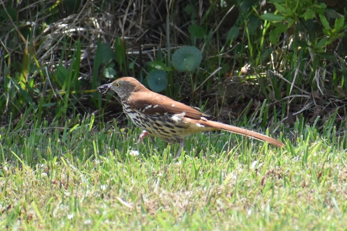 Brown Thrasher - Jeremy Braun