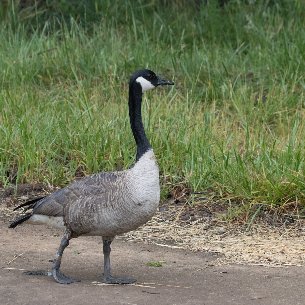 Canada Goose - ML618553366