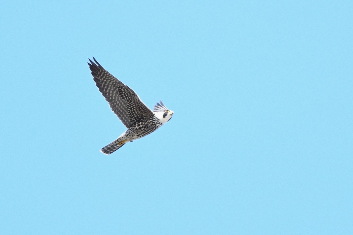 Peregrine Falcon - ML618553368