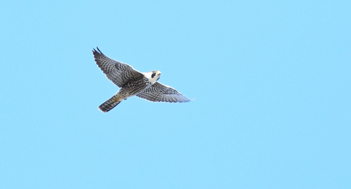 Peregrine Falcon - ML618553370