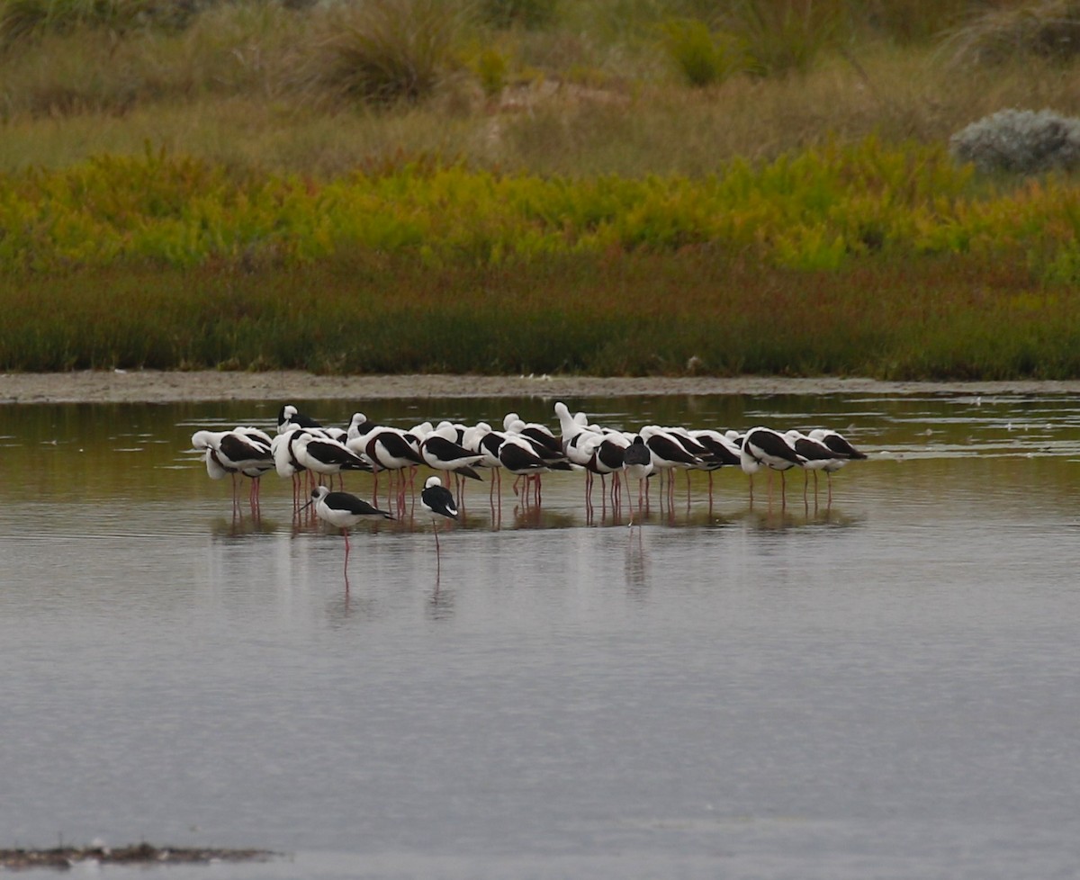 Banded Stilt - ML618553387