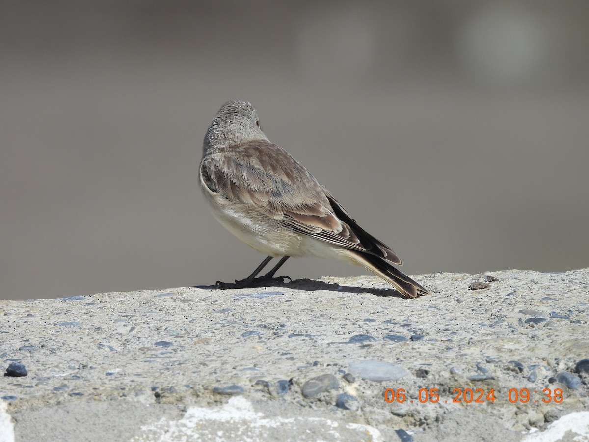 Black-winged Snowfinch - Chethan Krishnan