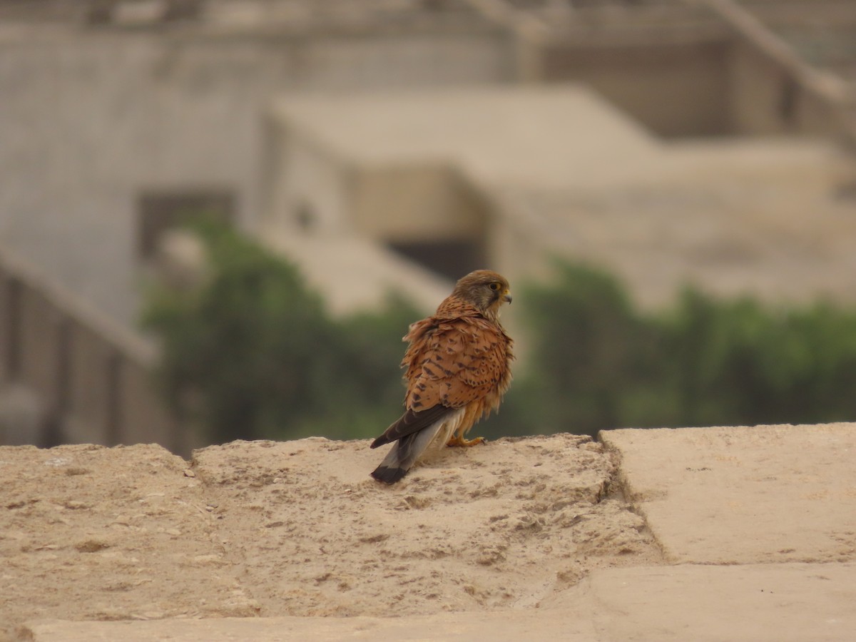 Eurasian Kestrel - ML618553406