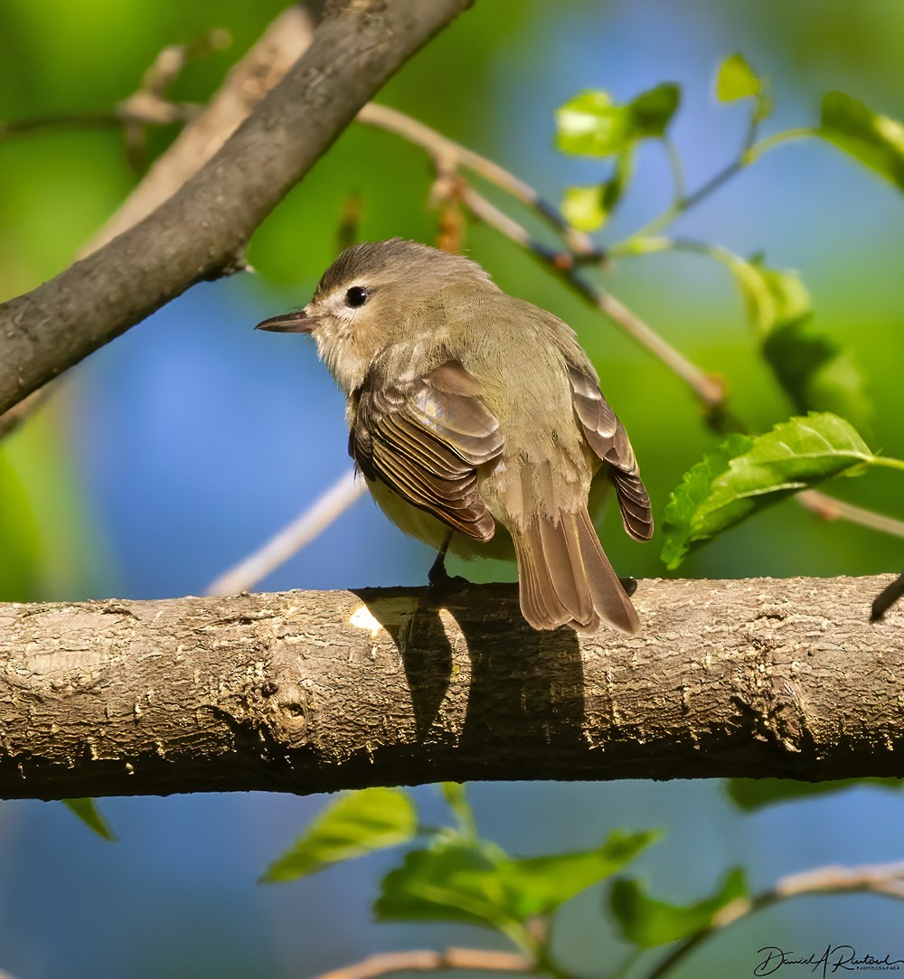 Warbling Vireo - Dave Rintoul