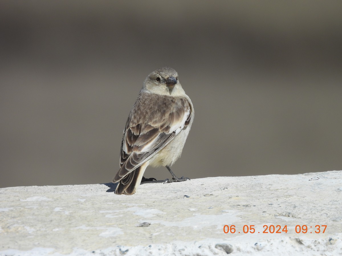 Black-winged Snowfinch - ML618553416