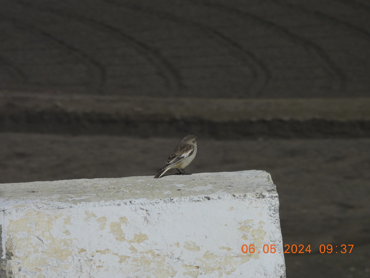 Black-winged Snowfinch - ML618553426