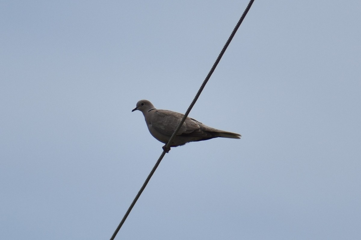 Eurasian Collared-Dove - ML618553432
