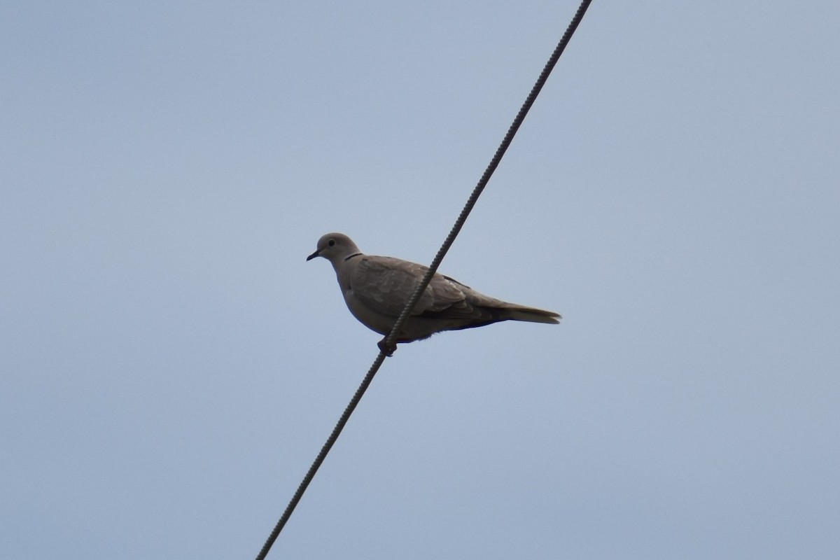 Eurasian Collared-Dove - Jeremy Braun