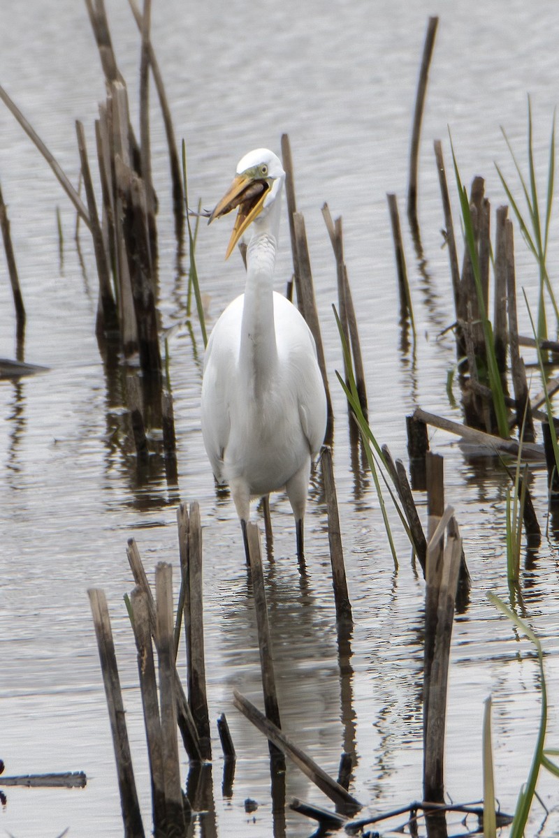 Great Egret - ML618553501