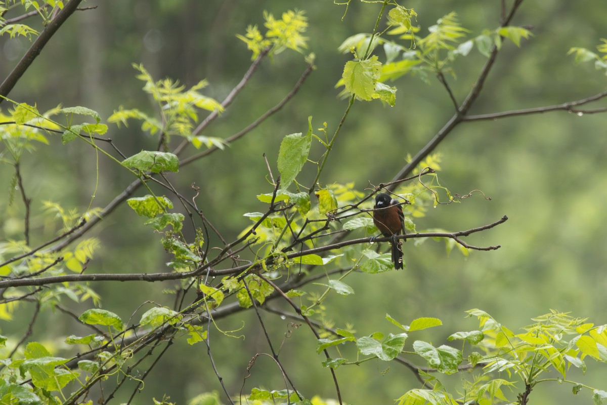 Orchard Oriole - ML618553502