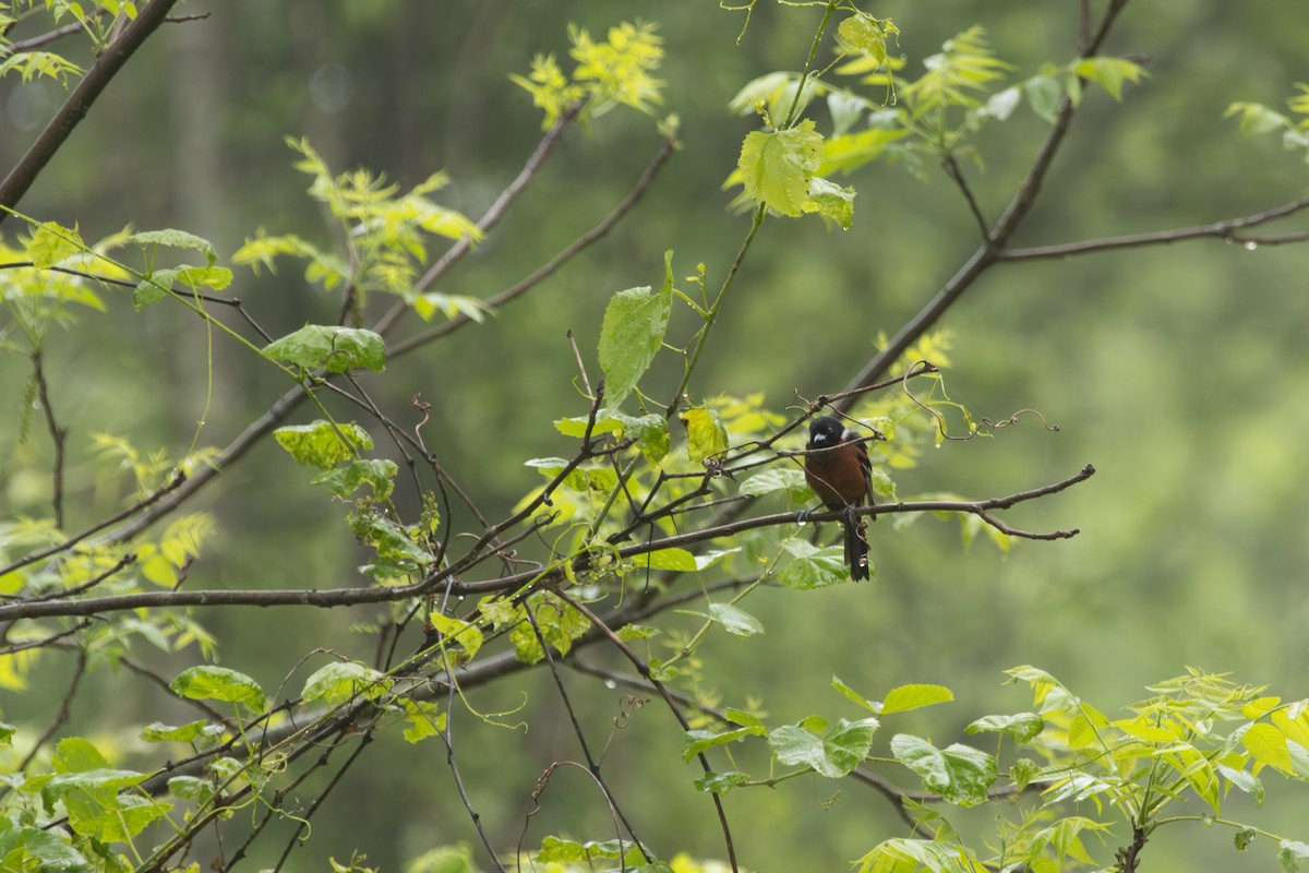 Orchard Oriole - Jack Duffy