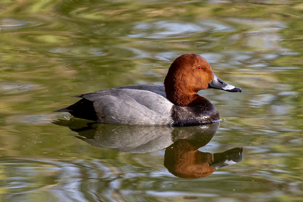 Common Pochard - Antonio M Abella